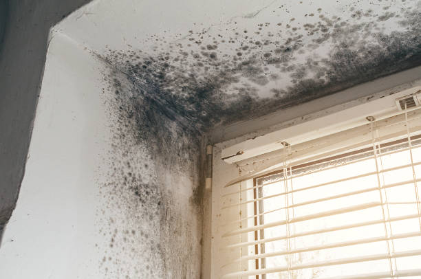 Affordable Basement Mold Remediation solutions in Pineville, NC