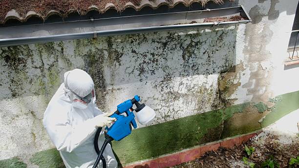 Top rated local Basement Mold Remediation specialists in Pineville, NC